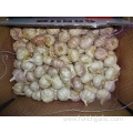 2019 New Crop Fresh Garlic